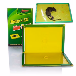 Miếng Dán Dính Chuột - Miếng Dán Bẫy Chuột