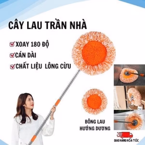 Cây Lau Nhà, Lau Trần Nhà Hình Hoa Hướng Dương