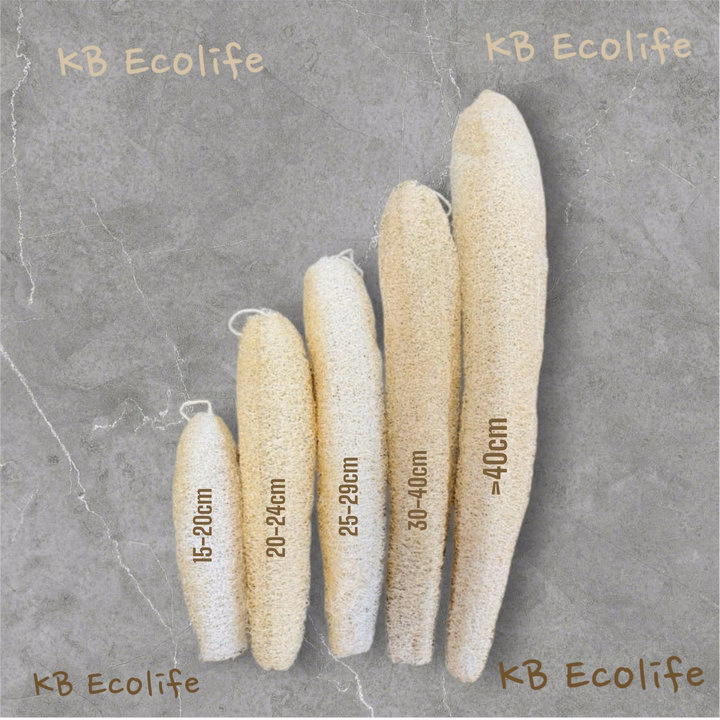 Xơ Mướp Nguyên Trái Lành Tính - Size 15Cm Đến 20Cm - Kb - Ảnh 4
